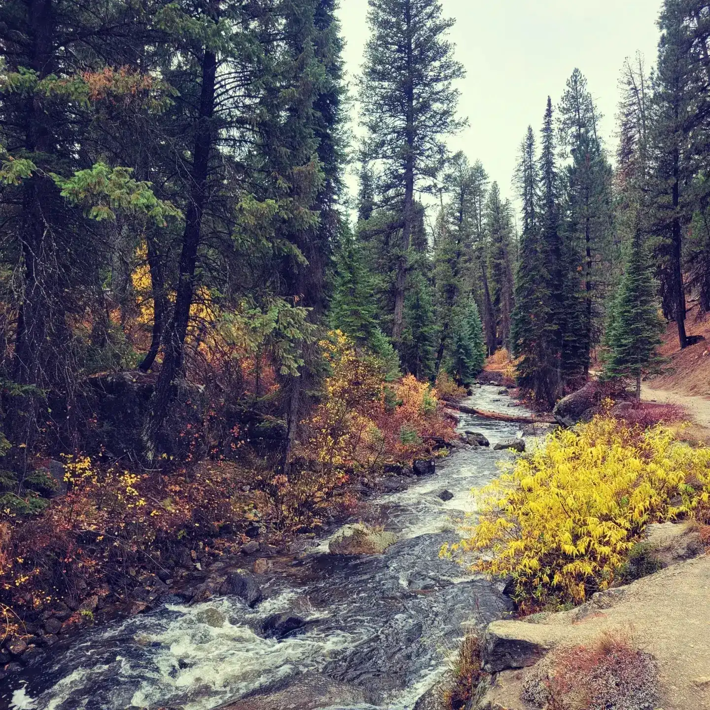 river in forest