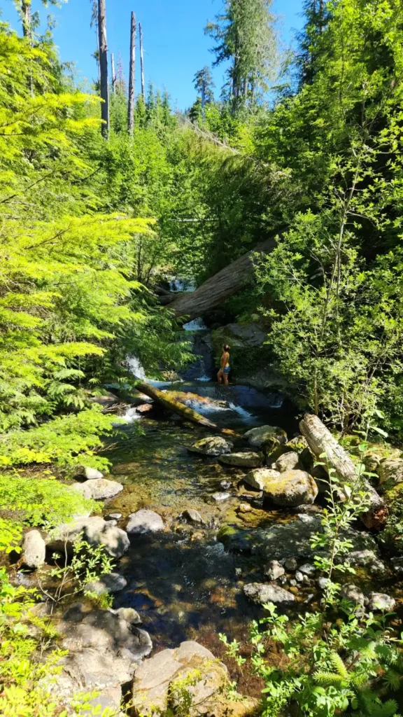 forest opening river